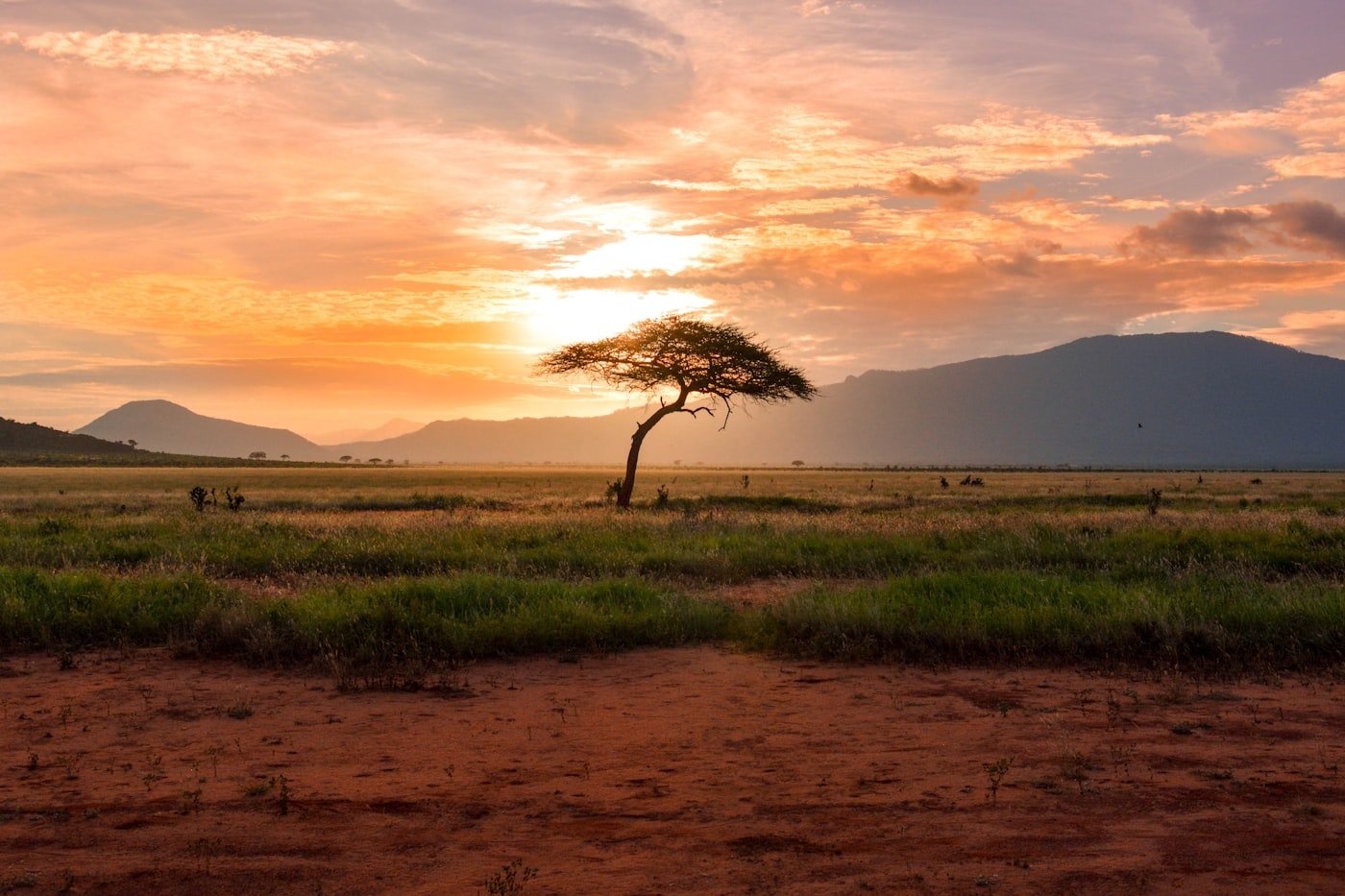 Shea parkland savanna at golden hour